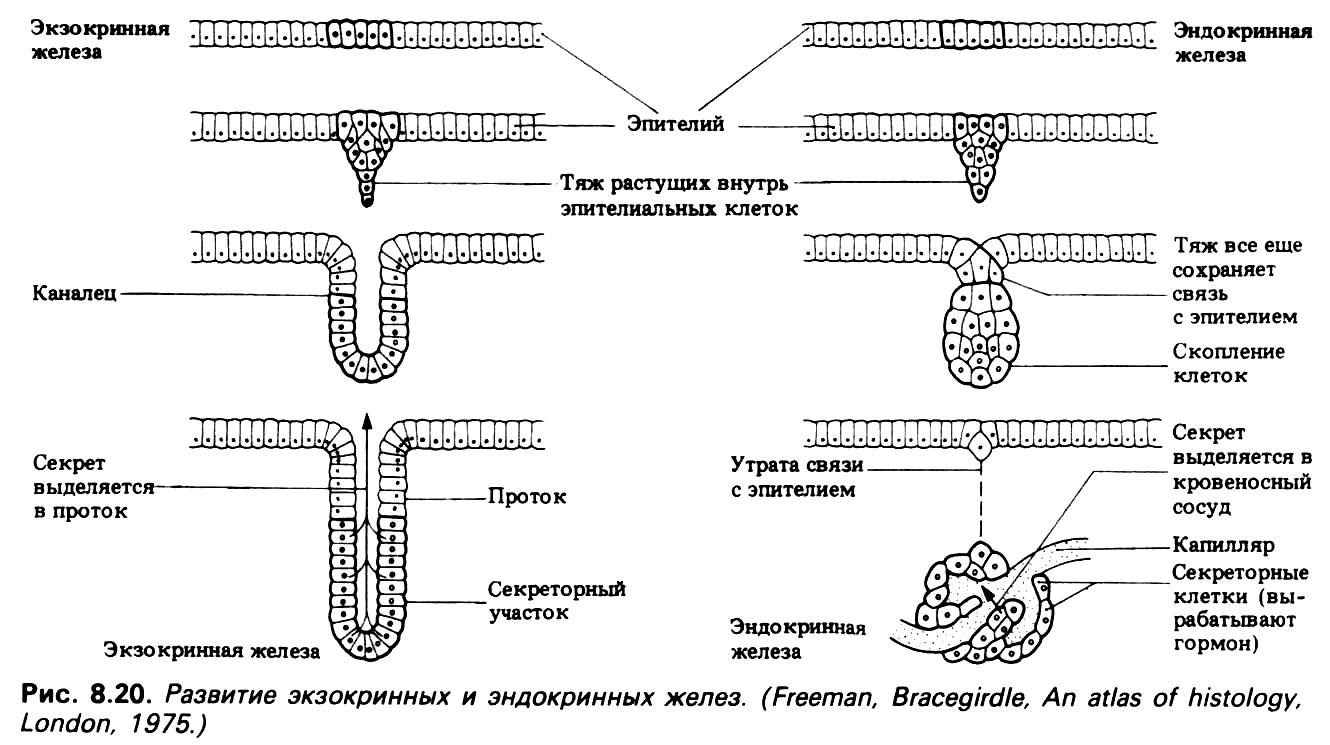 Экзокринные железы выводные протоки. Принцип строения эндокринных и экзокринных желез. Экзокринные железы строение. 2. Эндокринные и экзокринные железы. Схема строения экзокринных и эндокринных желез.