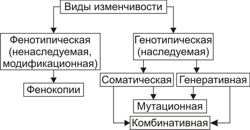 Генотипические особенности человека схема рационального питания