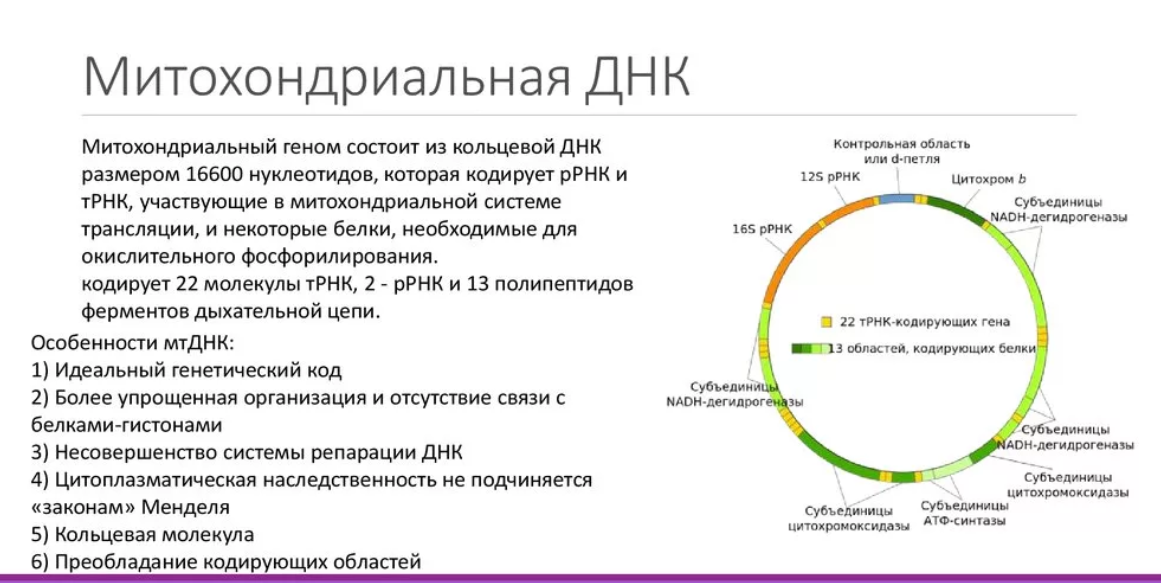 Ген кодирует информацию о структуре. Митохондриальная ДНК функции. Строение митохондриальной ДНК. Структура, свойства и функции митохондриальной ДНК.. Митохондриальная РНК функция.