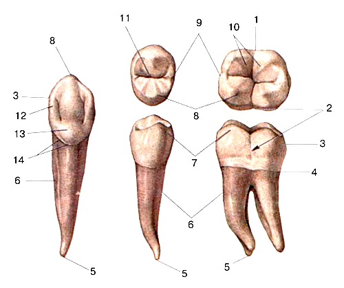 Зуб семерка верхний. Анатомия 37 зуба коронковая. 25 Зуб анатомия коронки. Анатомия зубов человека Бугры.