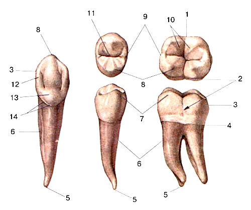 Трубчатый зуб. Анатомия 37 зуба коронковая. 25 Зуб анатомия коронки. Анатомия зубов человека Бугры.
