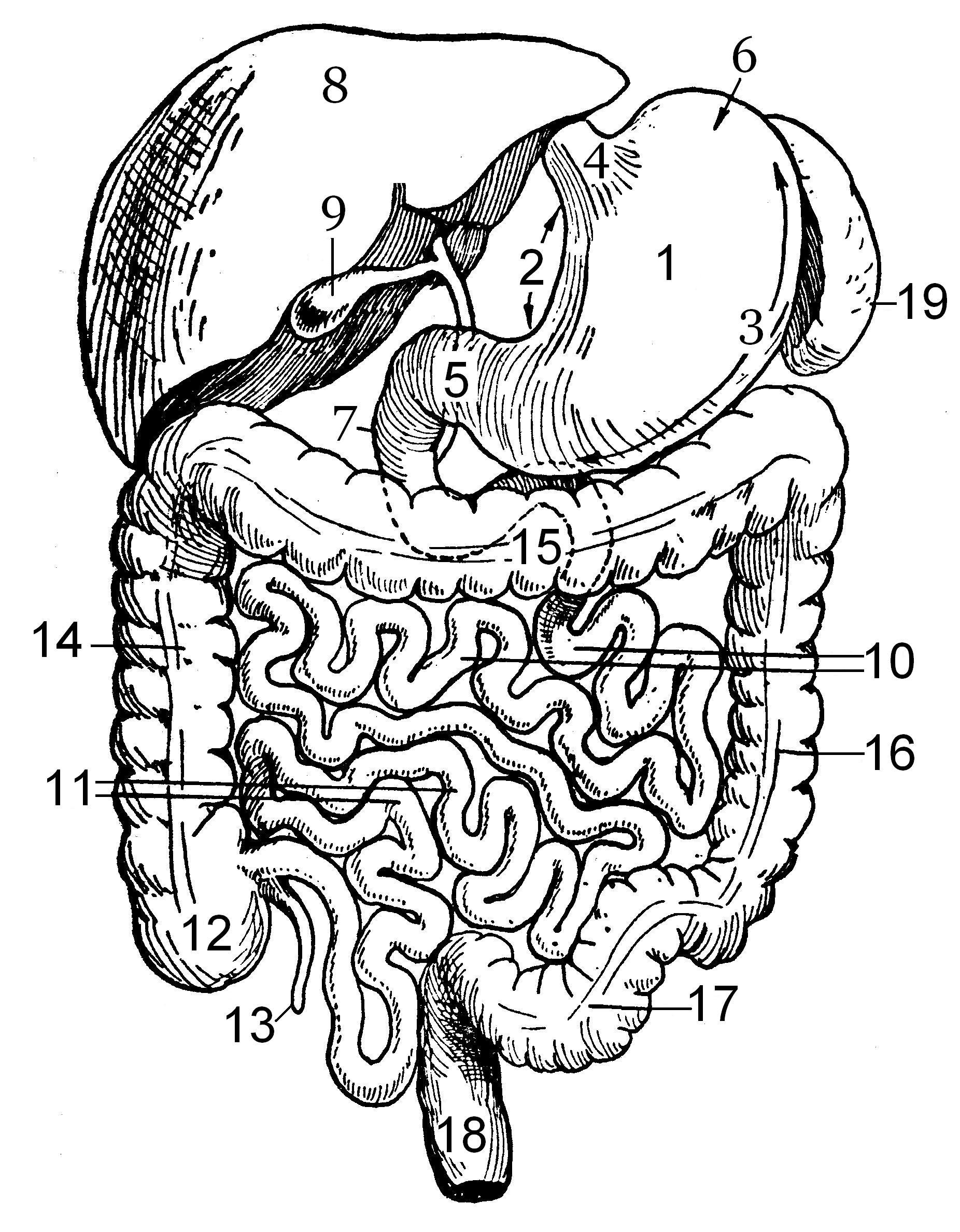 Структура кишечника человека рисунок с подписями