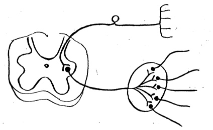 Рефлекторная дуга гистология рисунок - 95 фото
