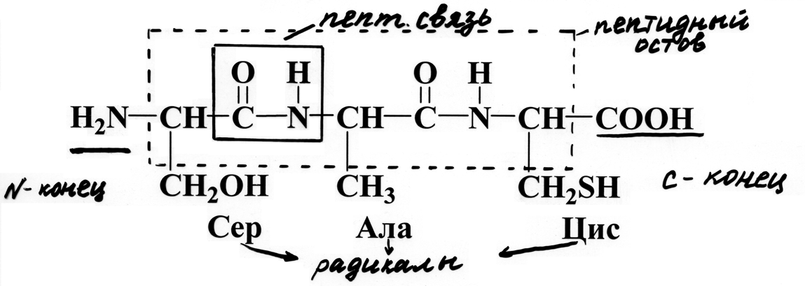 N и c концы. Структурная формула пептида. Пролин в пептиде. Дипептид с пролином. Реакция пептида с пролином.