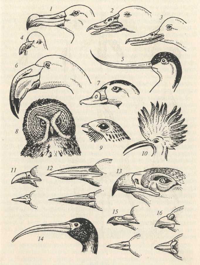 Форма и строение клюва птиц