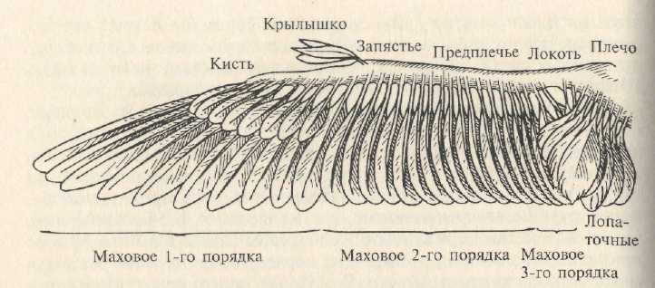 Крылья схема. Строение крыла Чайки. Строение крыла птицы. Крыло птицы строение. Анатомия крыла.