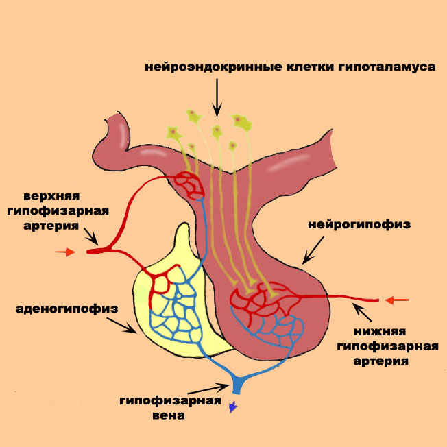 Аденогипофиз. Кровоснабжение гипофиза схема. Строение гипофиза схема. Гипоталамо эндокринная система. Гипоталамо гипофизарная система эндокринной железы.