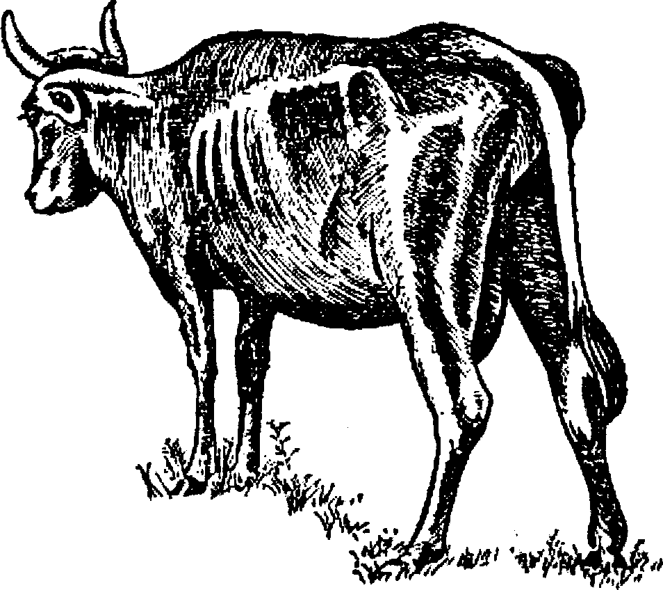 Туберкулез у коров. Остеодистрофия крупного рогатого скота.