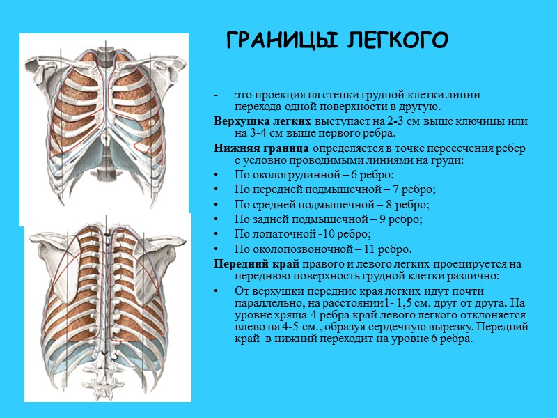 Топографическая анатомия грудной клетки презентация