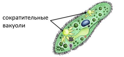 Сократительная вакуоль. Инфузория туфелька сократительная вакуоль. Сократительные вакуоли инфузории туфельки. Сократительные вакуоли инфузории. Сократитеььрая вауоьь у инфузории туфельки.