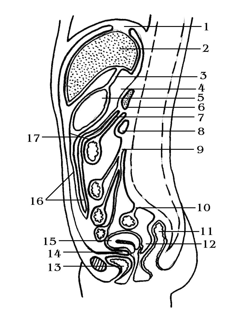 Брюшная полость рисунок