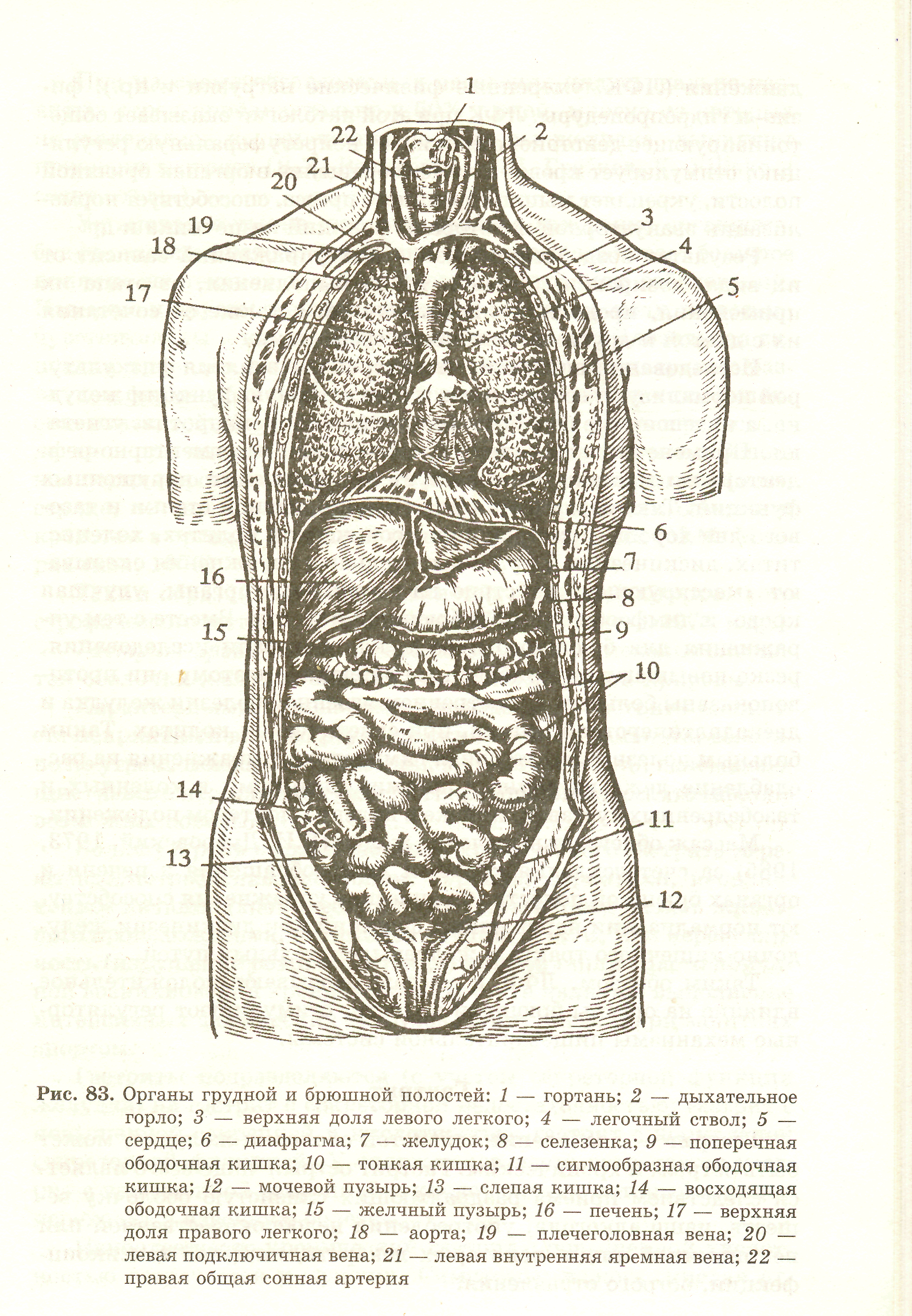 Органы в брюшной полости женщины фото внутренние схема расположения с описанием