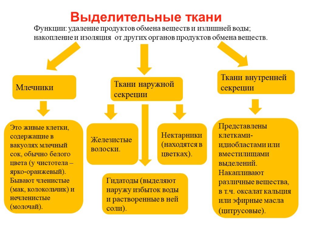 Удаленные функции. Выделительные ткани наружной секреции функции. Выделительные ткани внешней и внутренней секреции. Выделительная ткань строение и функции. Выделительная ткань растений функции.