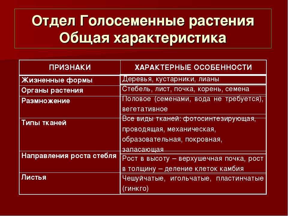 Характеристика отдела. Общая характеристика голосеменных. Общая характеристика голосеменных растений. Отдел Голосеменные общая характеристика. Признаки голосеменных растений.