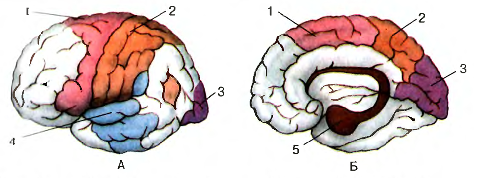 Зоны коры больших полушарий рисунок