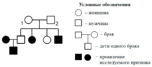 Определите вероятность рождения. Полное доминирование в родословной. По изображенной на рисунке родословной определите вероятность. Определите вероятность рождения ребенка с признаком. Вычисление вероятности в родословной.