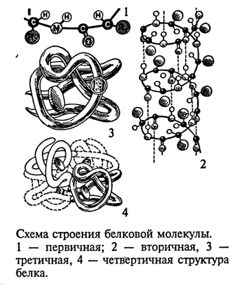 Схема строения какого вещества изображена