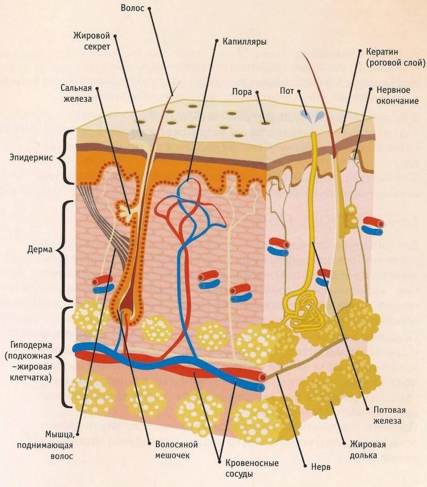 Свойства кожи. Структура кожи человека схема. Строение кожи 3 слоя. Слой 1) эпидермис 2) дерма 3) гиподерма. Строение дермы кожи человека схема.