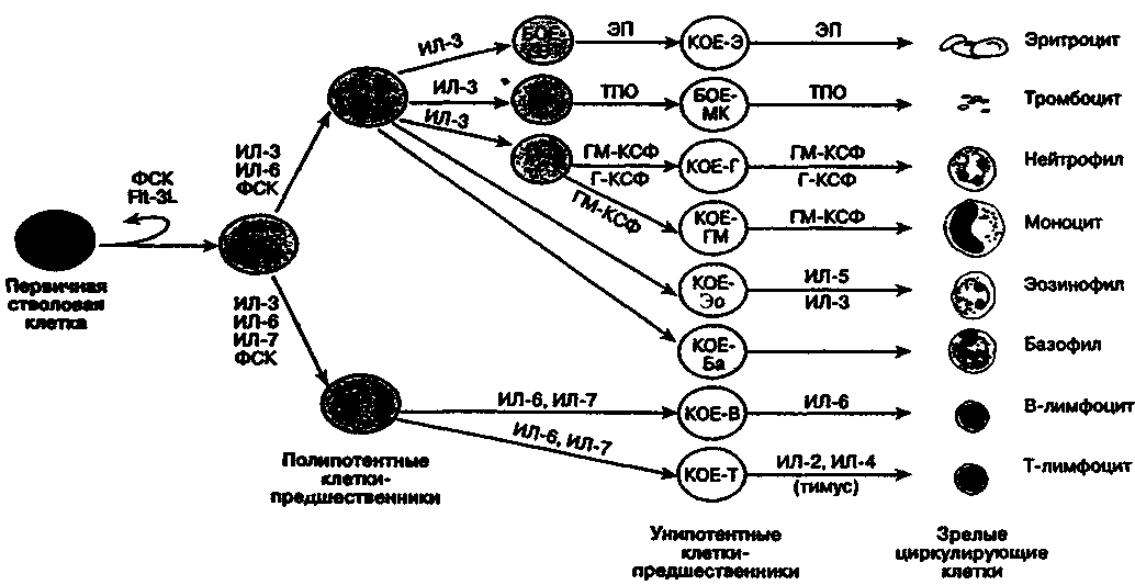 Схема гемопоэза включает классы