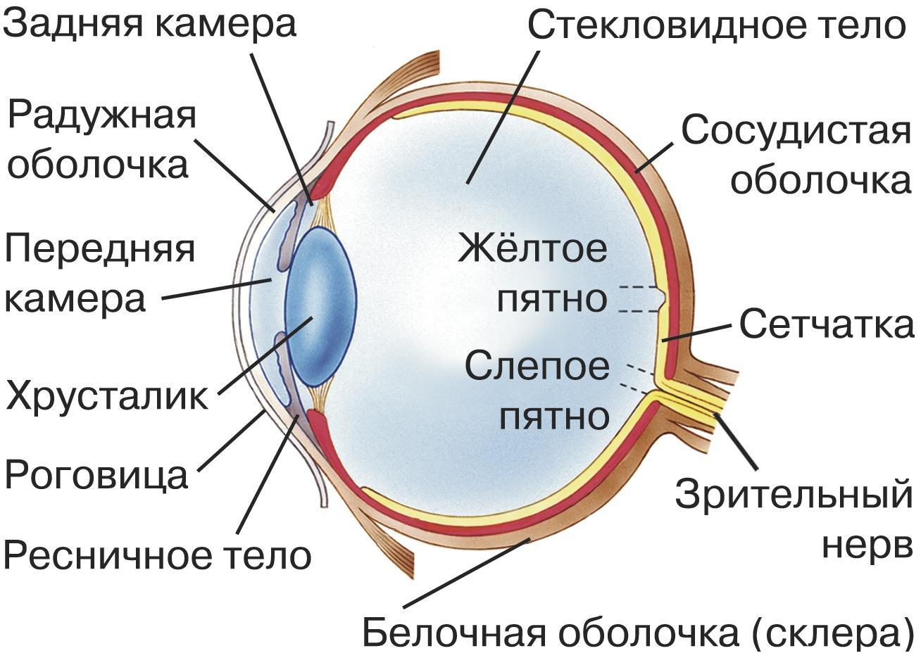 орган зрения фото