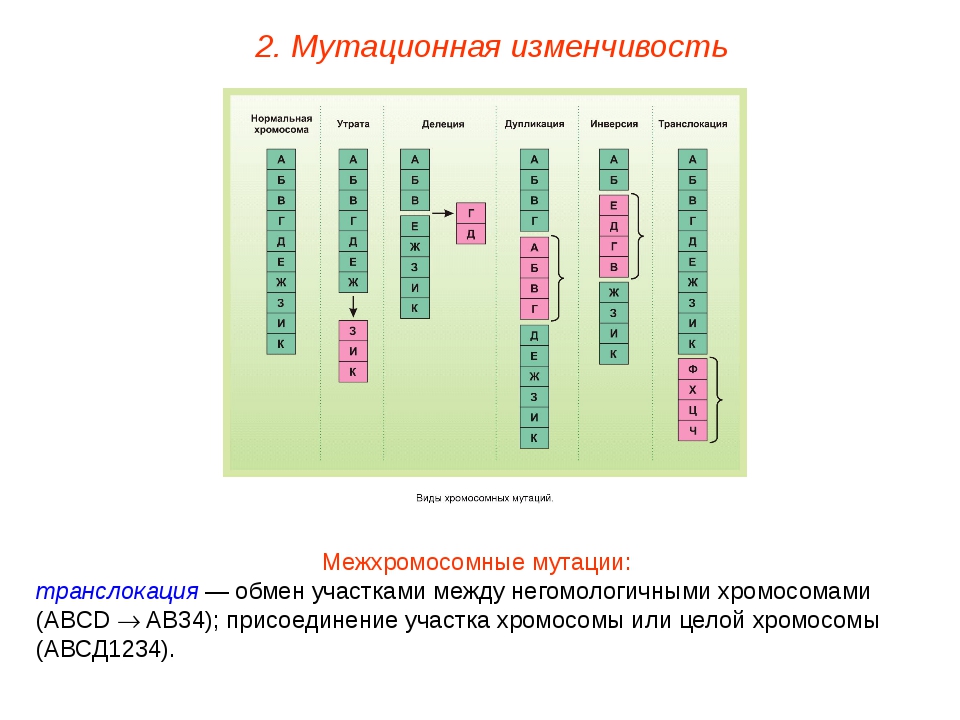 Мутационная изменчивость примеры. Хромосомные мутации внутрихромосомные. Межхромосомные мутации транслокация. Хромосомные мутации делеция дупликация инверсия транслокация. Хромосомные мутации это в биологии.