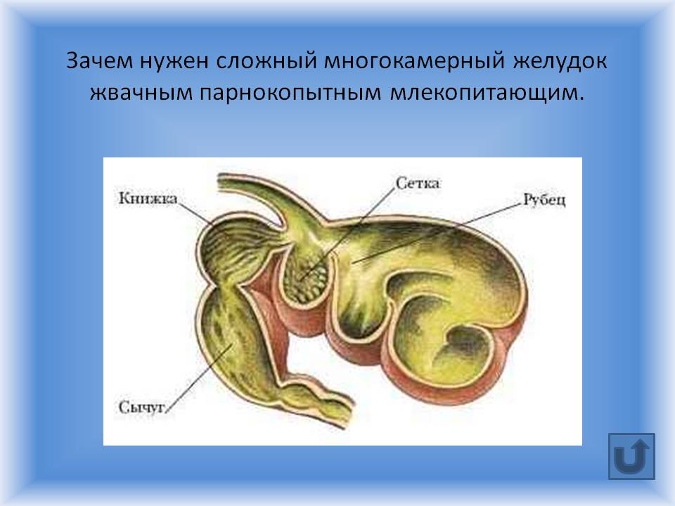 Особенность желудка жвачных парнокопытных. Строение и топография многокамерного желудка. Строение многокамерного желудка у животных. Многокамерный желудок КРС анатомия. Многокамерный желудок жвачных анатомия.