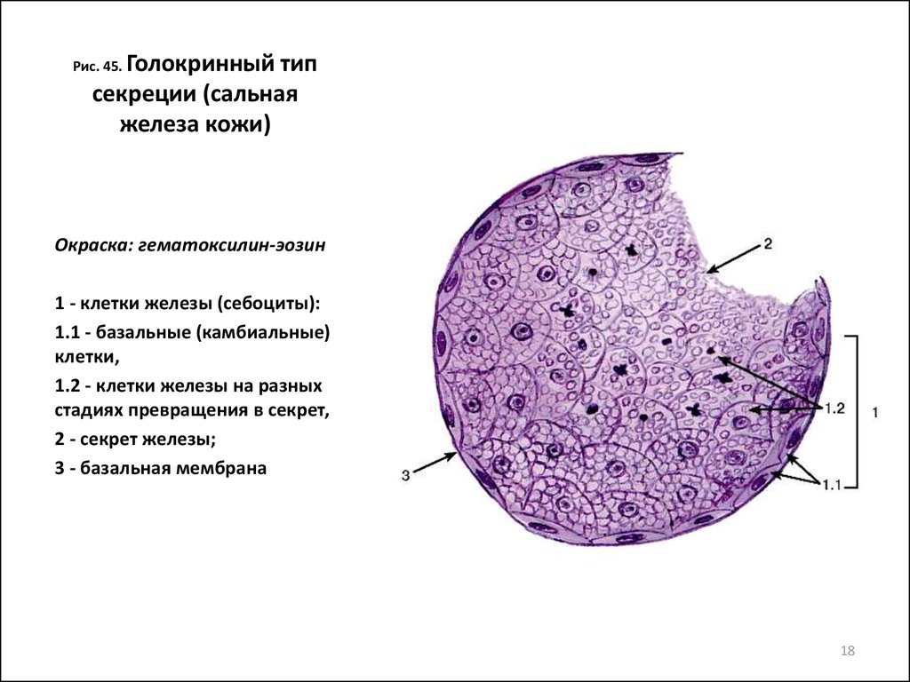 Сальная железа гематоксилин эозин. Тип секреции сальных желёз кожи.