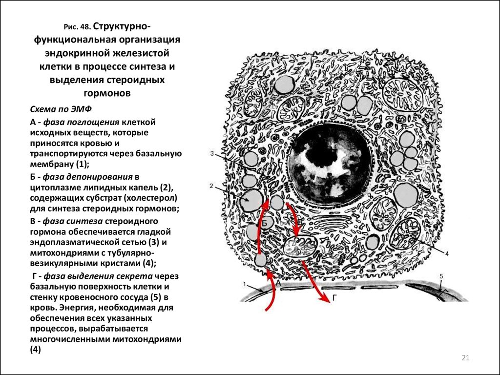 Схема секреторного цикла железистой клетки