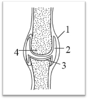 Цифрой 4 на рисунке указана. Суставная впадина суставная жидкость. Суставная жидкость суставная головка. Строение сустава без подписей. Суставная сумка, головка, впадина, жидкость.