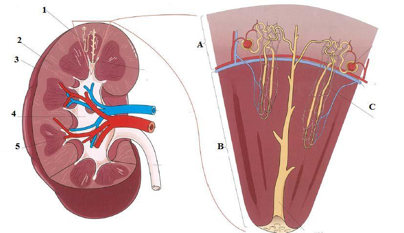 5 строение 4. Мапроскопические строение почек.