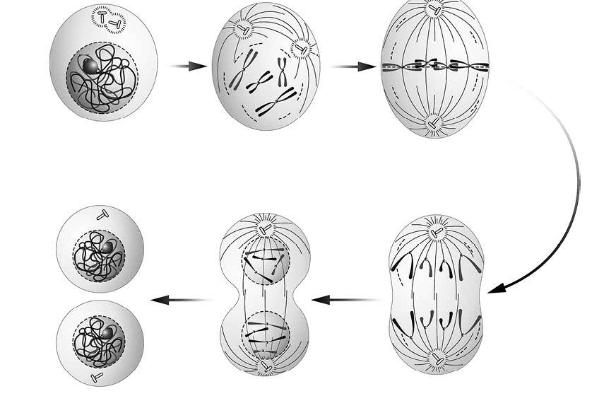Этапы деления клетки 5 класс биология рисунок с подписями