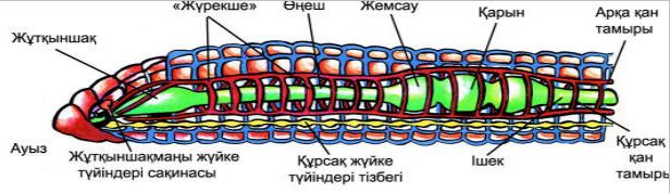 Сиырдың асқорыту жүйесі фото