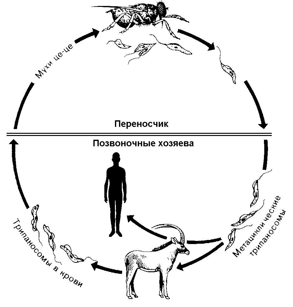 Жизненный цикл возбудителя. Trypanosoma rhodesiense жизненный цикл. Схема хозяин паразит переносчик возбудитель. Основной хозяин трипаносомы жизненный цикл. Трипаносома Муха ЦЕЦЕ жизненный цикл.