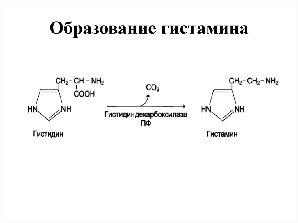 Схема обмена гистидина в разных тканях