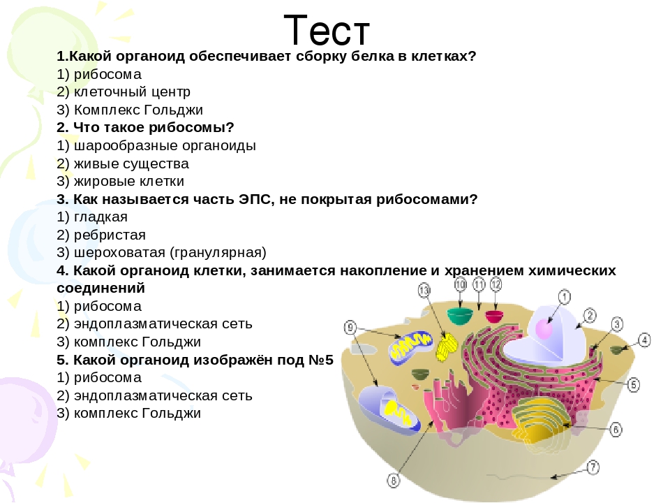 Установите соответствие между функциями и органоидами клетки. Эндоплазматическая сеть образование лизосом. Зачёт по теме клетка 9 класс органоид, ядро. Эндоплазматическая сеть аппарат Гольджи рибосомы. Строение клетки эндоплазматическая сеть комплекс Гольджи лизосомы.