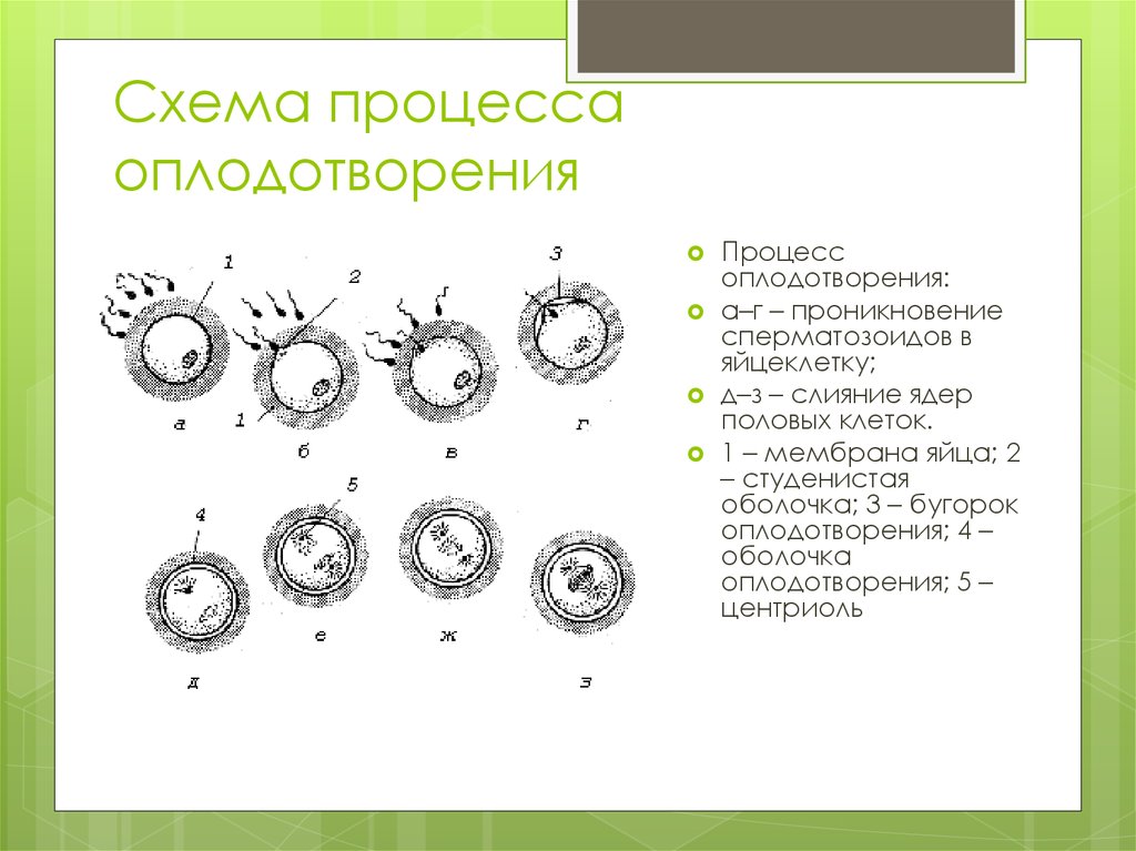 Рассмотрите рисунок почему зародыш удерживается в матке а неоплодотворенная яйцеклетка нет