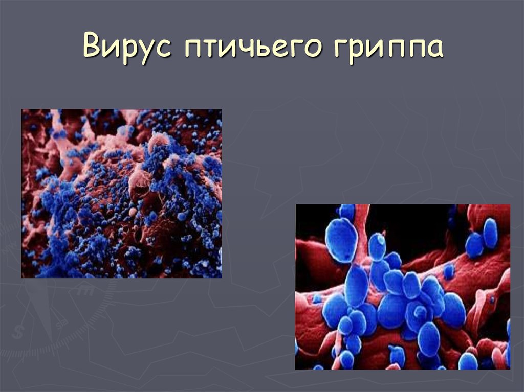 Возбудитель гриппа. Грипп птиц возбудитель. H5n1 вирус. Вирус птичьего гриппа. Птичий грипп презентация.