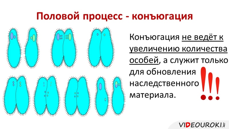 Каким номером на рисунке обозначена стадия конъюгации инфузории