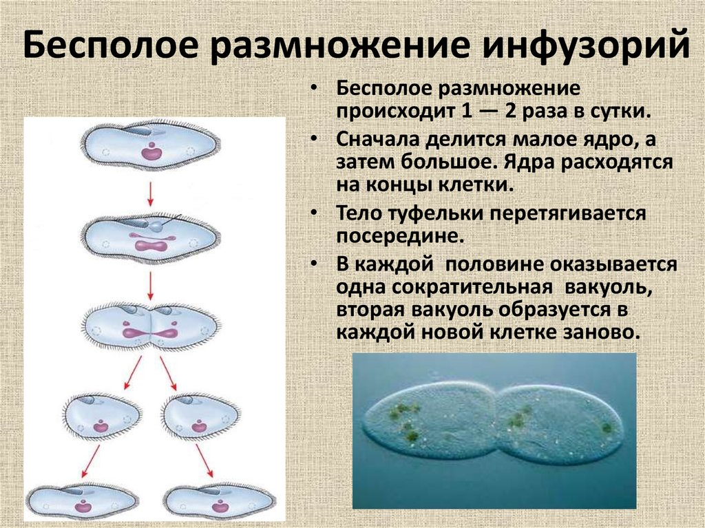 Бесполое деление клетки. Деление инфузории туфельки бесполое. Бесполое размножение инфузории туфельки. Поперечное деление инфузории. Деление инфузории туфельки митозом.