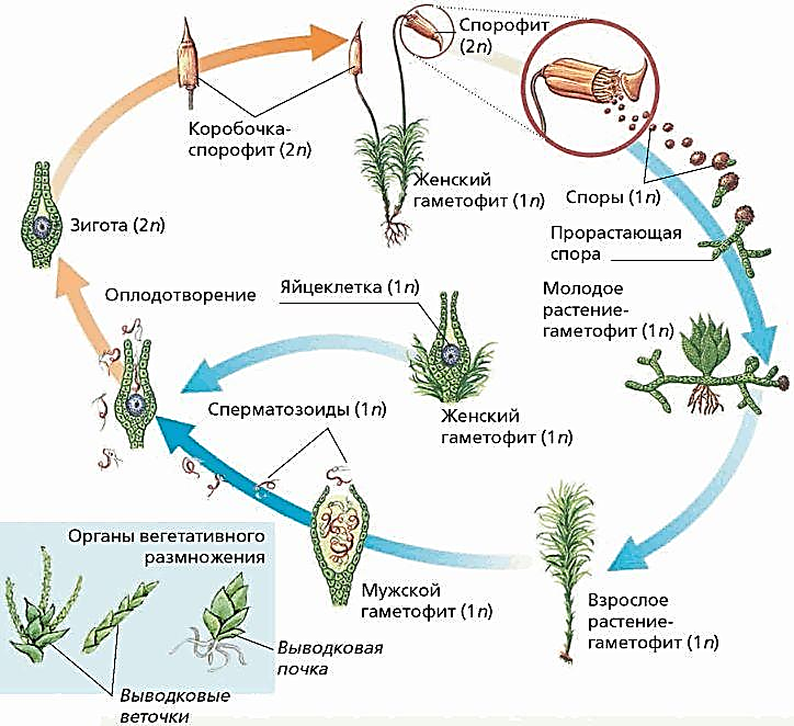 Цикл размножения кукушкиного льна. Жизненный цикл размножения Кукушкина льна. Схема жизненного цикла мха Кукушкин. Стадии жизненного цикла Кукушкина льна.