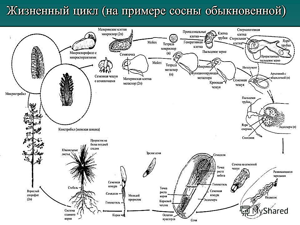 При делении жизненного цикла овощных растений онтогенез. Цикл развития голосеменных схема. Жизненный цикл голосеменных ЕГЭ. Жизненный цикл голосеменных на примере сосны схема. Жизненный цикл голосеменных растений схема.