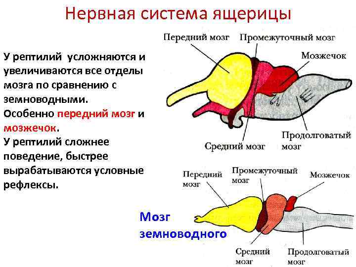 Головной мозг ящерицы рисунок