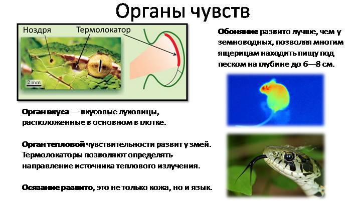 Органы чувств схема 7 класс биология