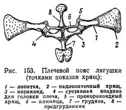 Пояса конечностей земноводных