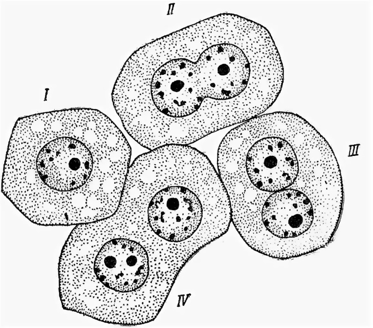 Прямым бинарным делением клетки. Деление клетки амитоз. Амитоз в клетках печени мыши. Амитоз в клетках мочевого пузыря мыши. Амитоз эпителиальных клеток мочевого пузыря.