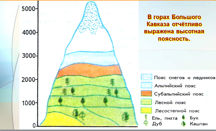На какой высоте расположен субальпийский пояс кавказ. Природные зоны Кавказа Высотная поясность. Схема ВЫСОТНОЙ поясности в горах Кавказа. Высотные пояса кавказских гор. Схема ВЫСОТНОЙ поясности Кавказа.