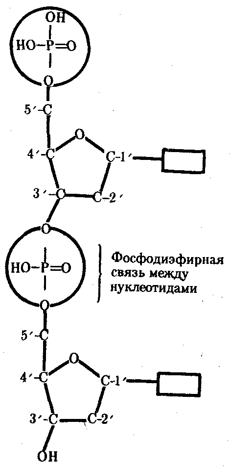 Фосфодиэфирная связь между нуклеотидами. Схема соединения нуклеотидов в полинуклеотидную цепь. Нуклеотиды ДНК фосфодиэфирные связи. Фосфодиєфирная связь между нуклеотидами.