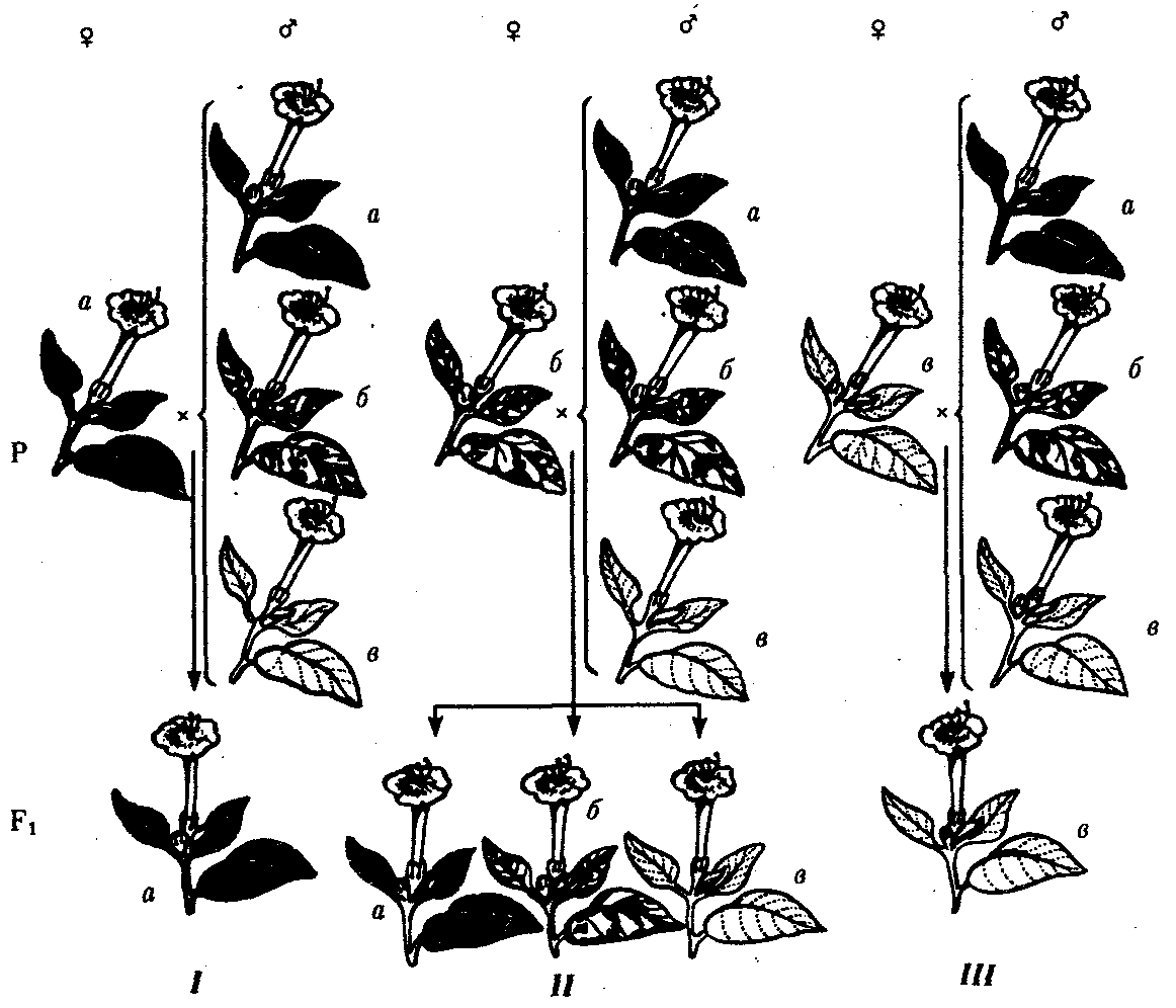 Схемы скрещиваний демонстрирующие наследование пестролистности у растений