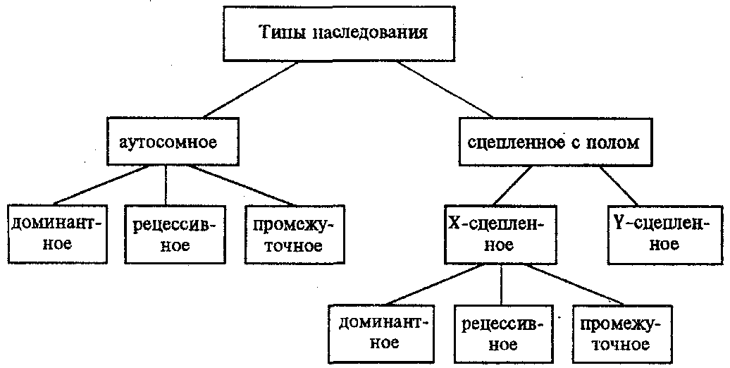 Типы моногенного наследования схема