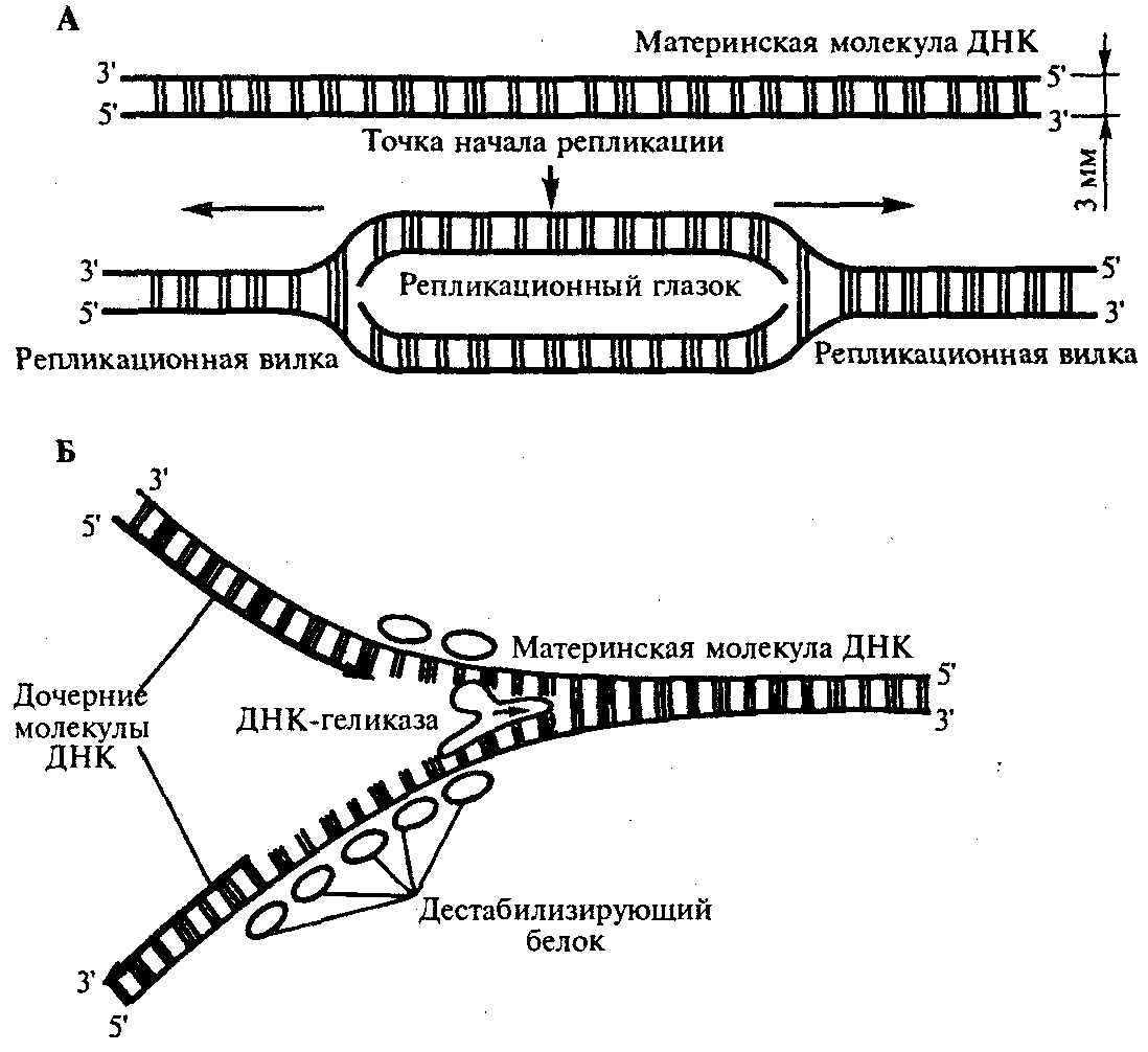 Схема репликации днк биохимия